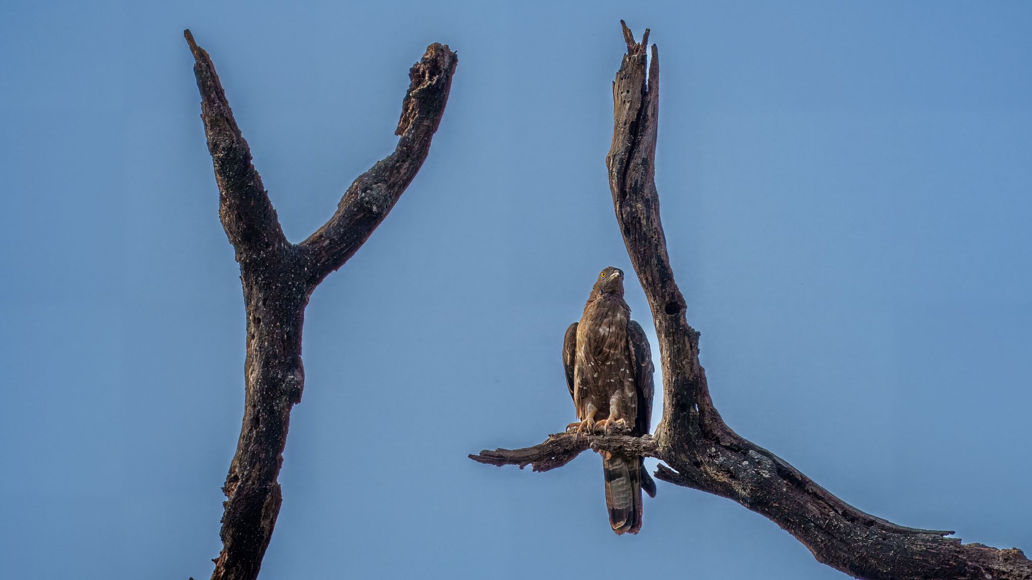 Schopfwespenbussard, Crested Honey Buzzard,
Pernis ptilorhynchus